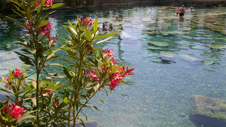 Tyrkiet som omfatter et luksushotel eller -resort