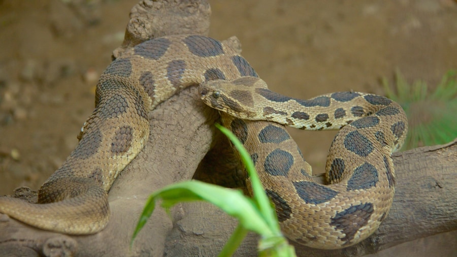 Pune qui includes animaux dangereux, animaux et animaux de zoo