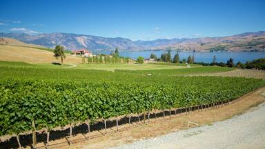 Chelan featuring farmland