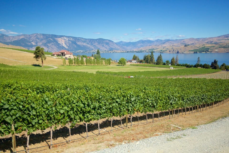 A vineyard with rows of grapevines, a lake, and mountains in the background.