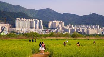Busan welches beinhaltet Stadt, ruhige Szenerie und Wildblumen