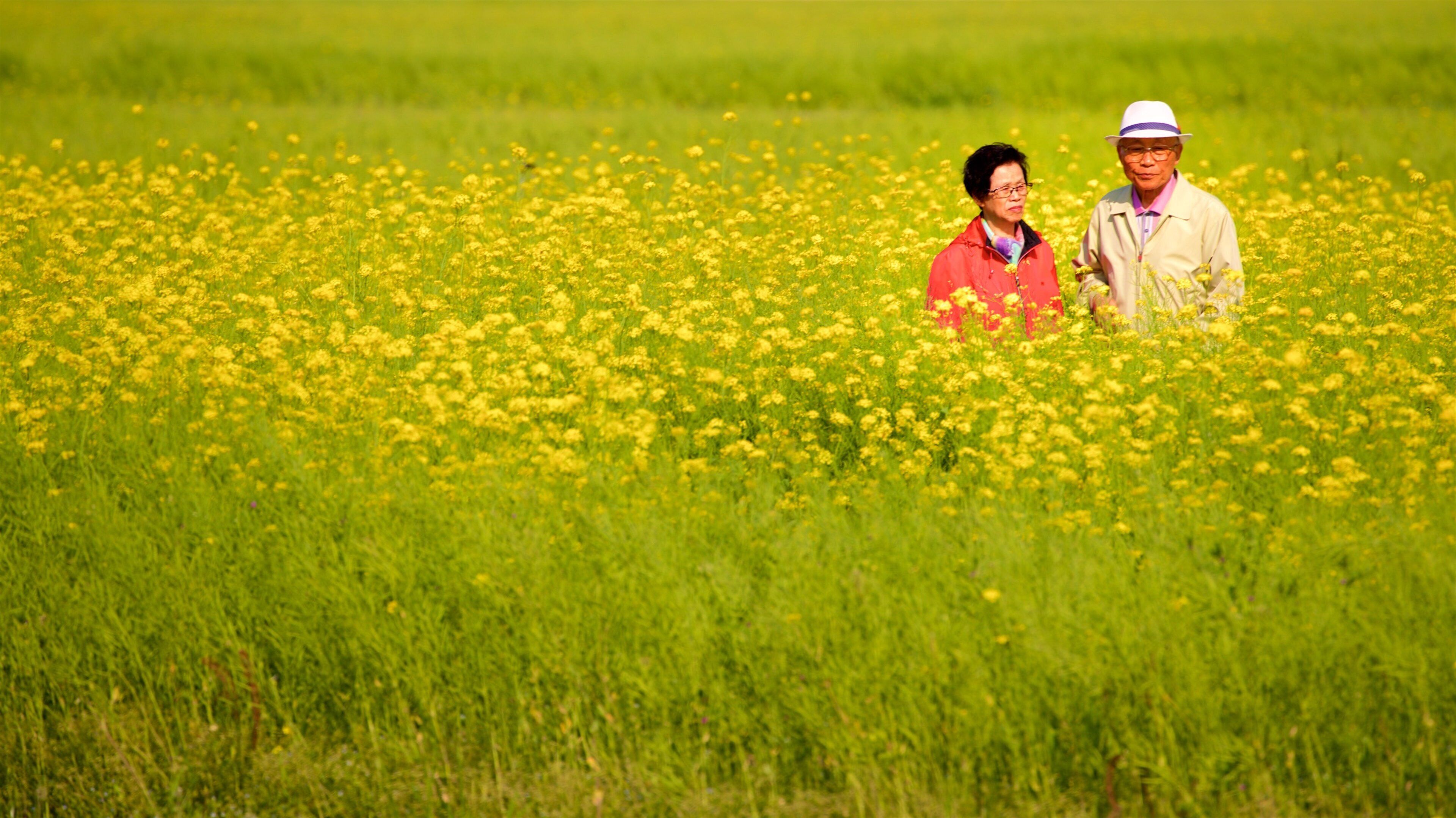 Daejeo Ecological Park showing wildflowers and tranquil scenes as well as a couple