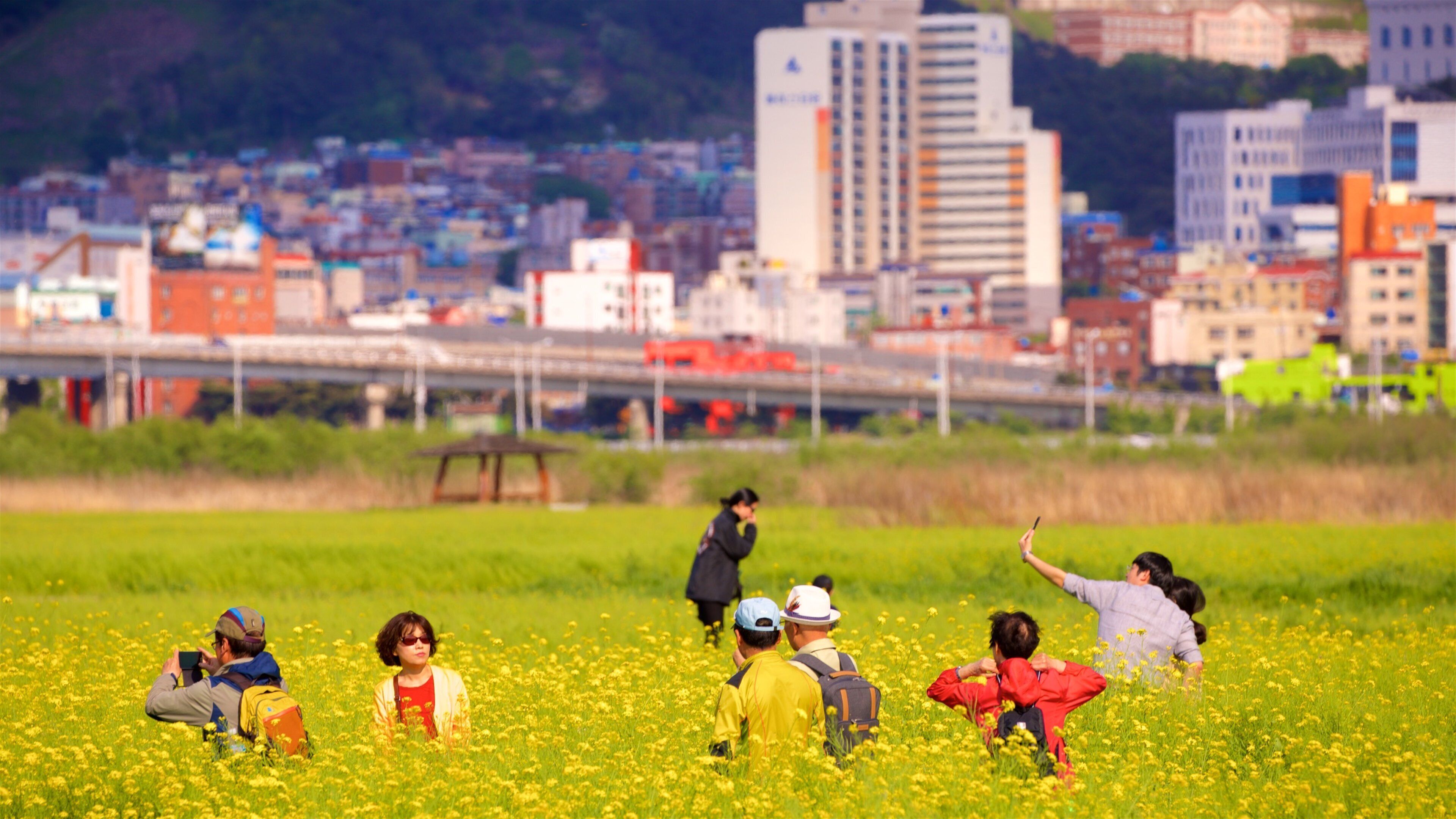 Busan toont een stad, wilde bloemen en vredige uitzichten