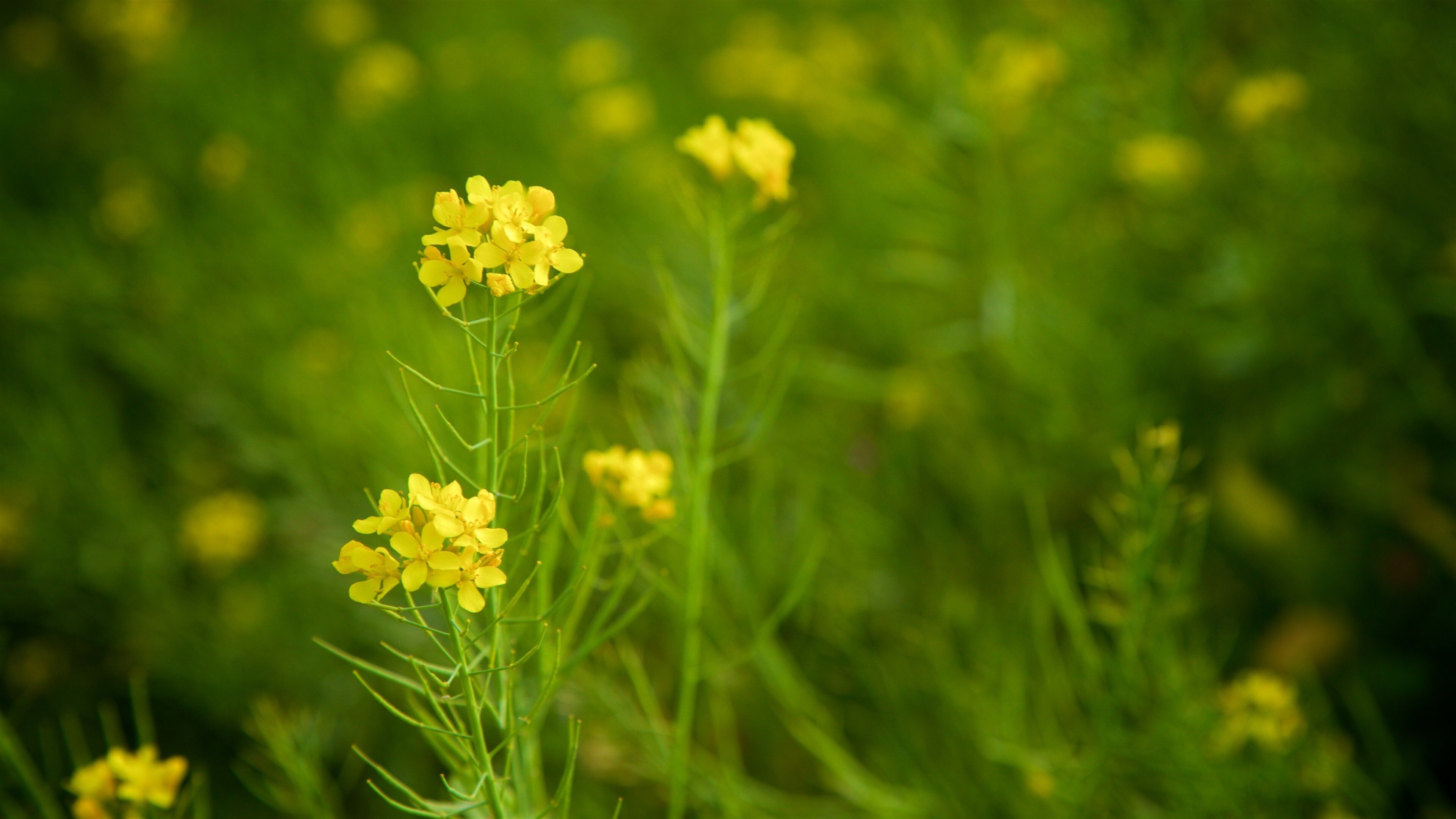 Busan inclusief wilde bloemen
