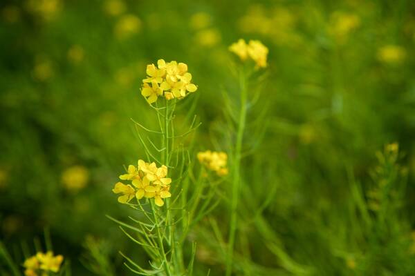 Busan das einen Wildblumen