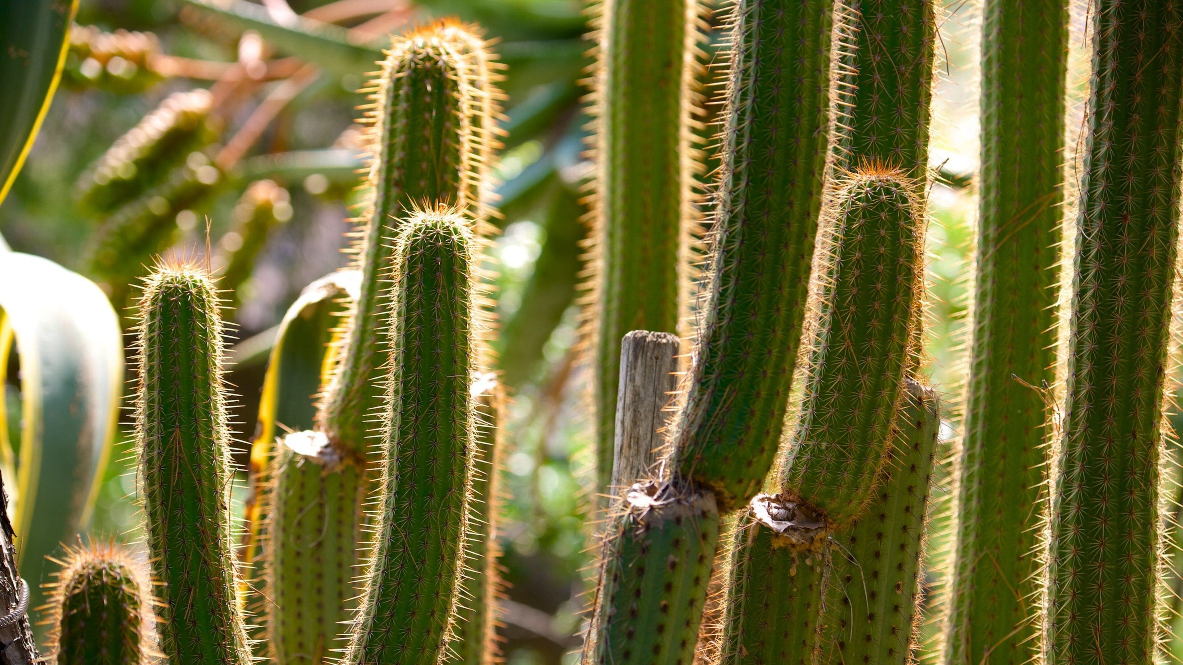 Saint-Martin Gardens featuring a garden