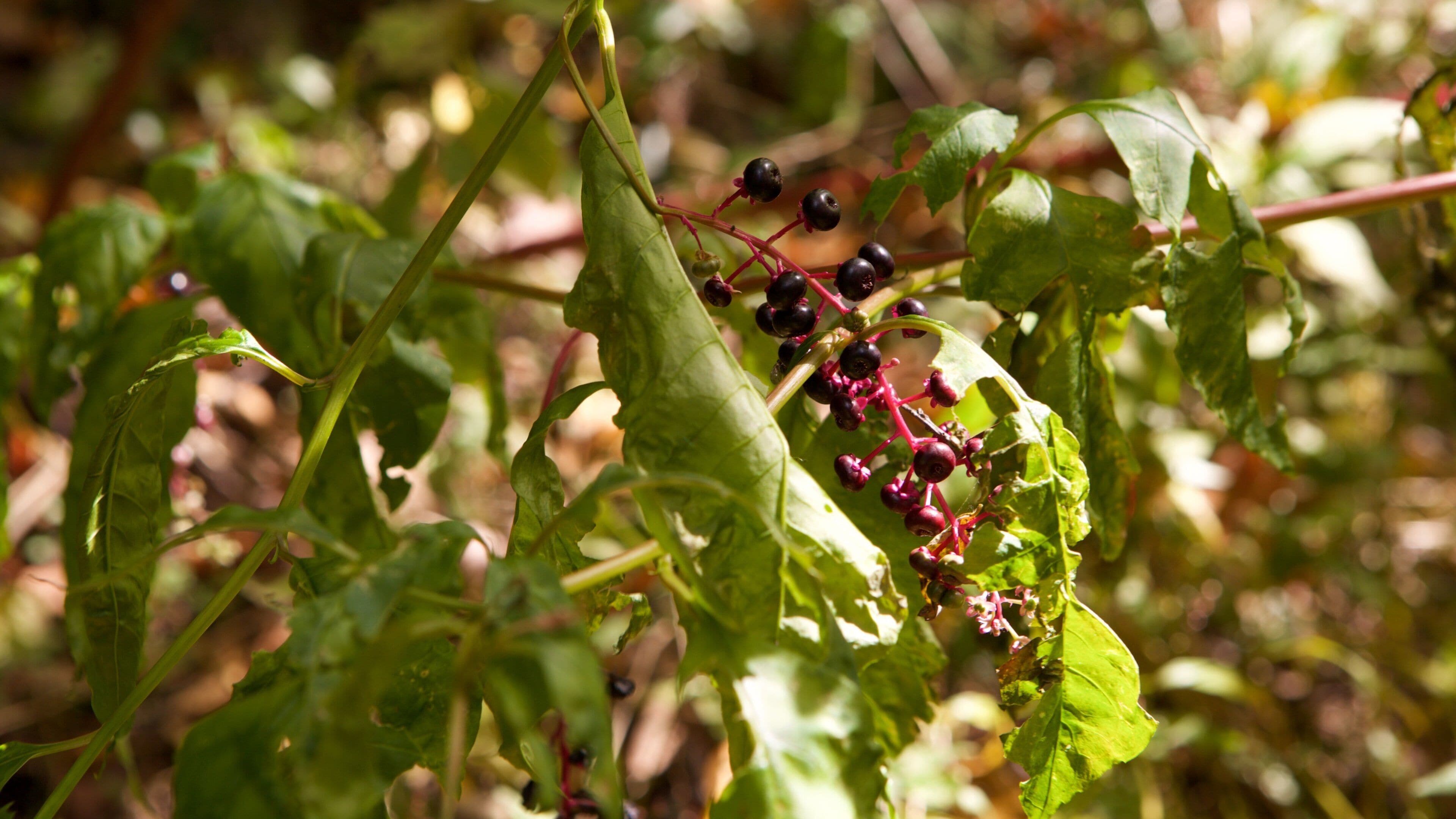 Shenandoah National Park