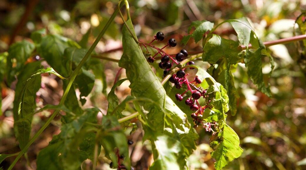 Shenandoah National Park