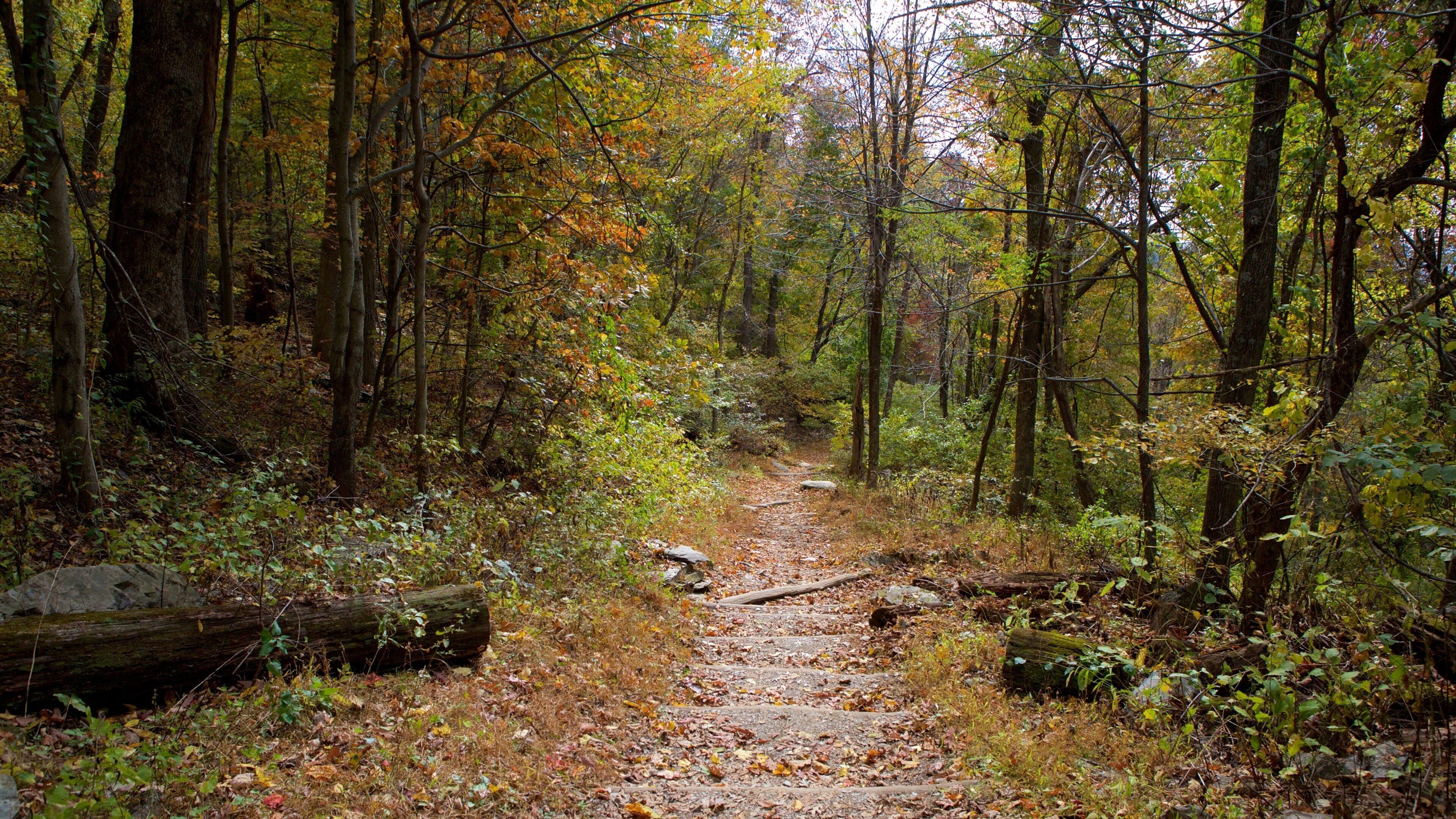 A forested path with fallen logs and autumn leaves.