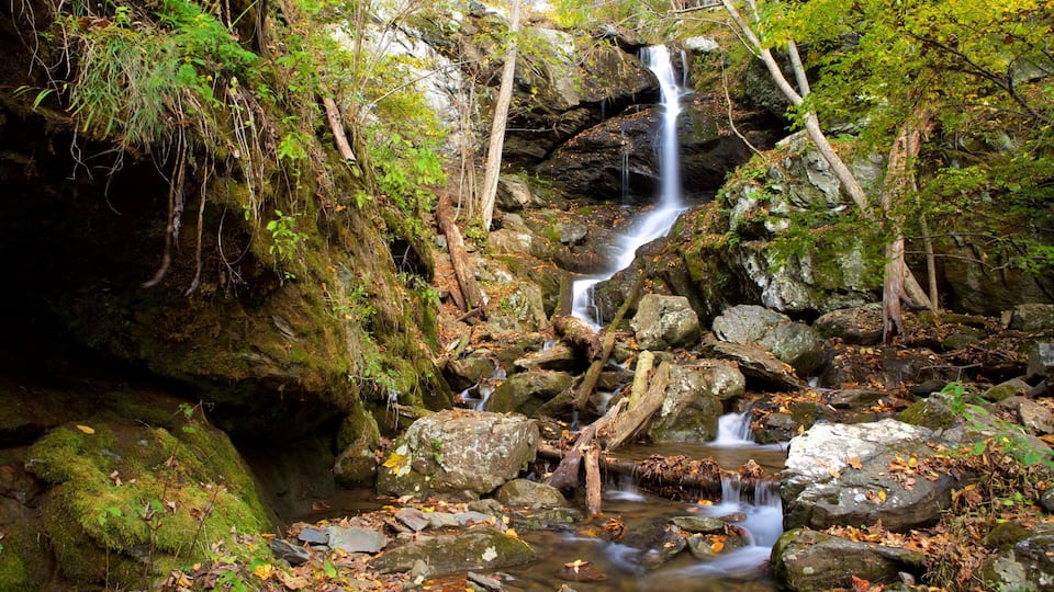 A waterfall cascading over rocks in a forested area with moss-covered stones and fallen leaves.