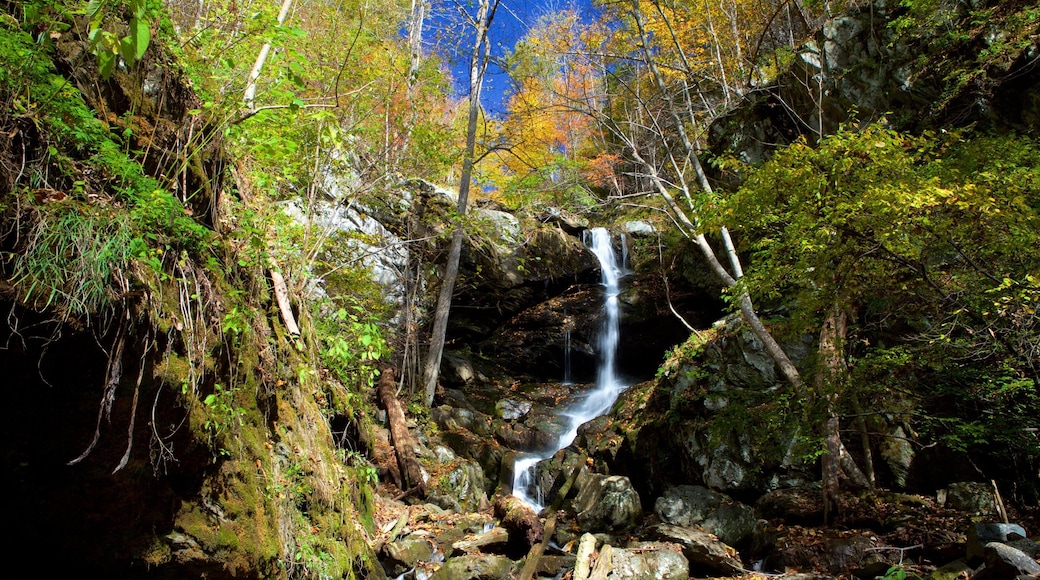 Shenandoah nasjonalpark fasiliteter samt skoglandskap, fjell og fossefall
