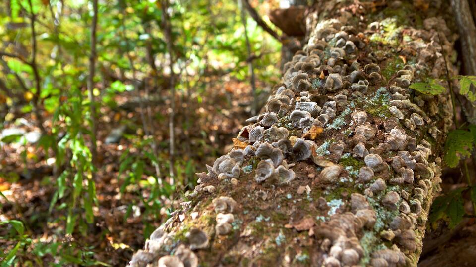 A tree trunk covered with lichen and moss.