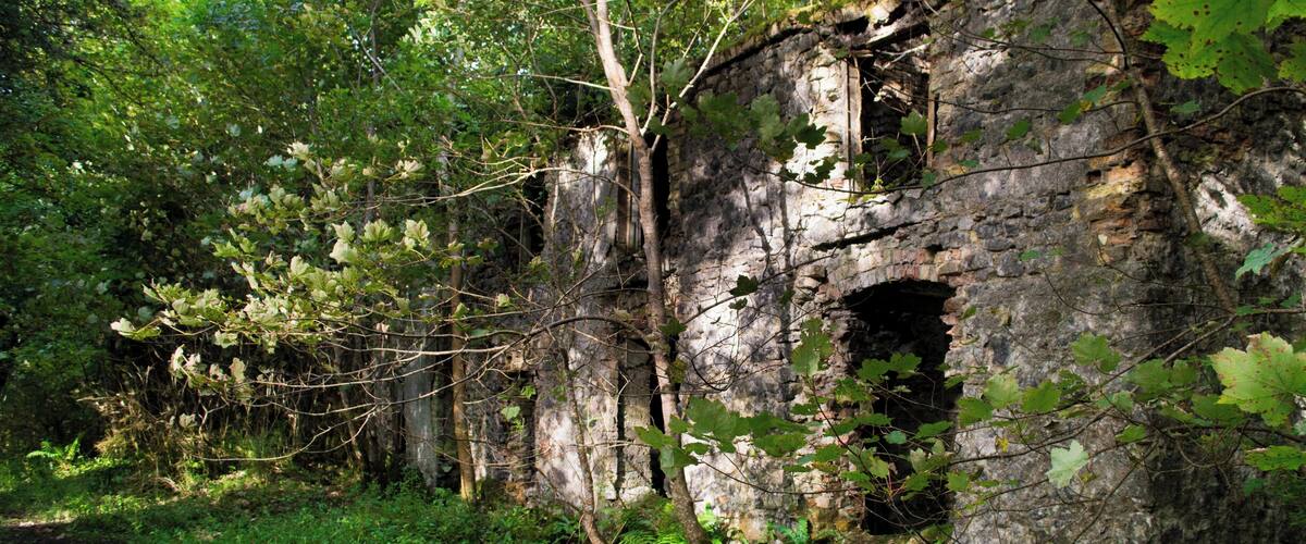 A dilapidated stone structure surrounded by dense forest.
