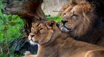 Lovely lions