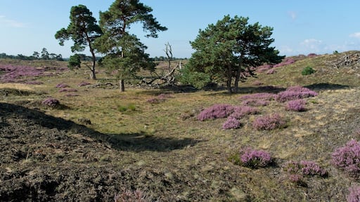 Schaarsbergen Netherlands - 6 September 2020 - Purple heather in National Park Hoge Veluwe in the Netherlands
