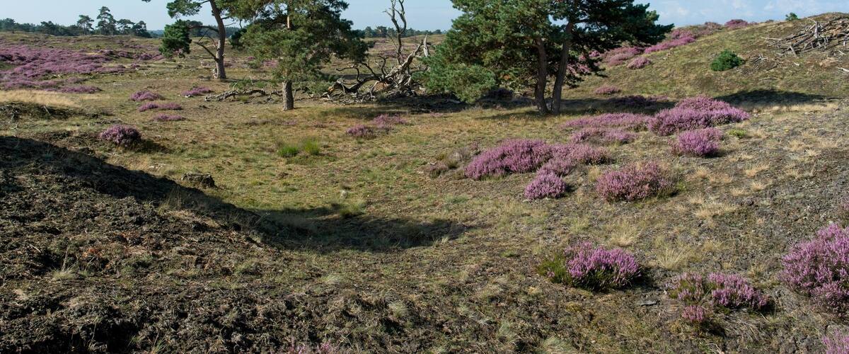 A landscape with pine trees and purple heather.