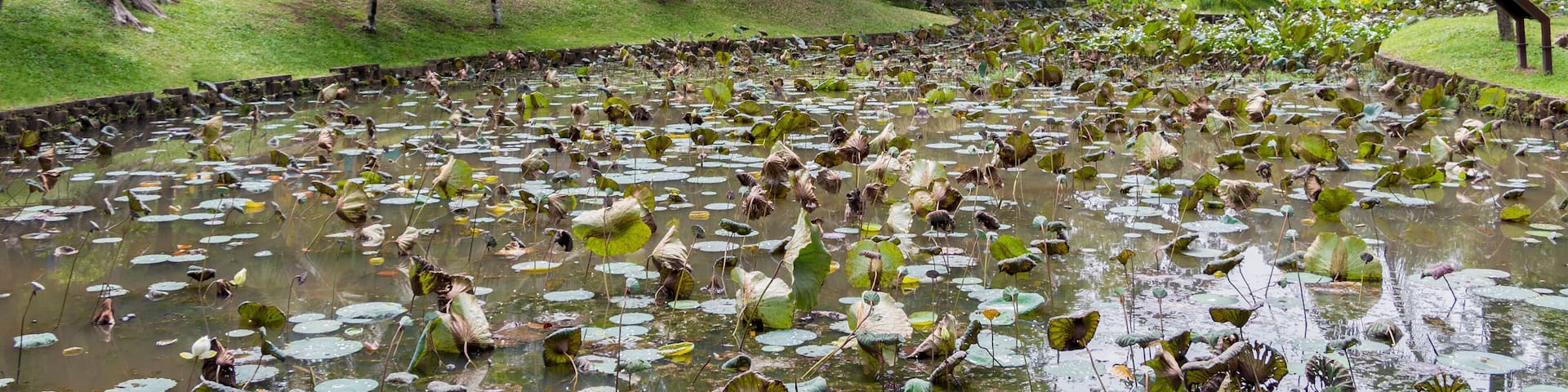 Tropical pond lake with aquatic plants, Perdana Botanical Garden, Malaysia.