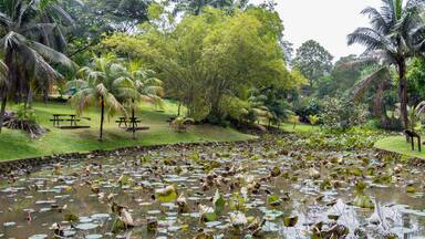 A pond with lily pads surrounded by palm trees and a picnic area.