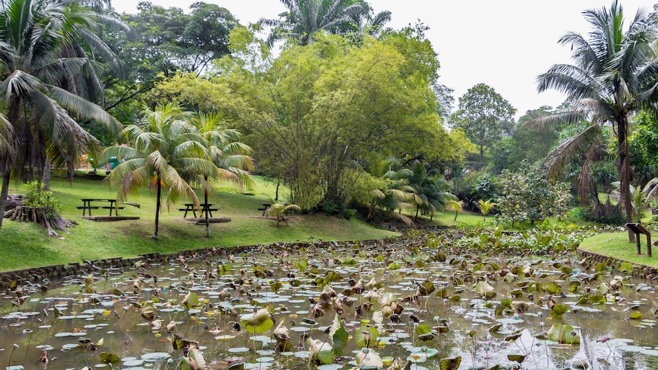 A pond with lily pads surrounded by palm trees and a picnic area.