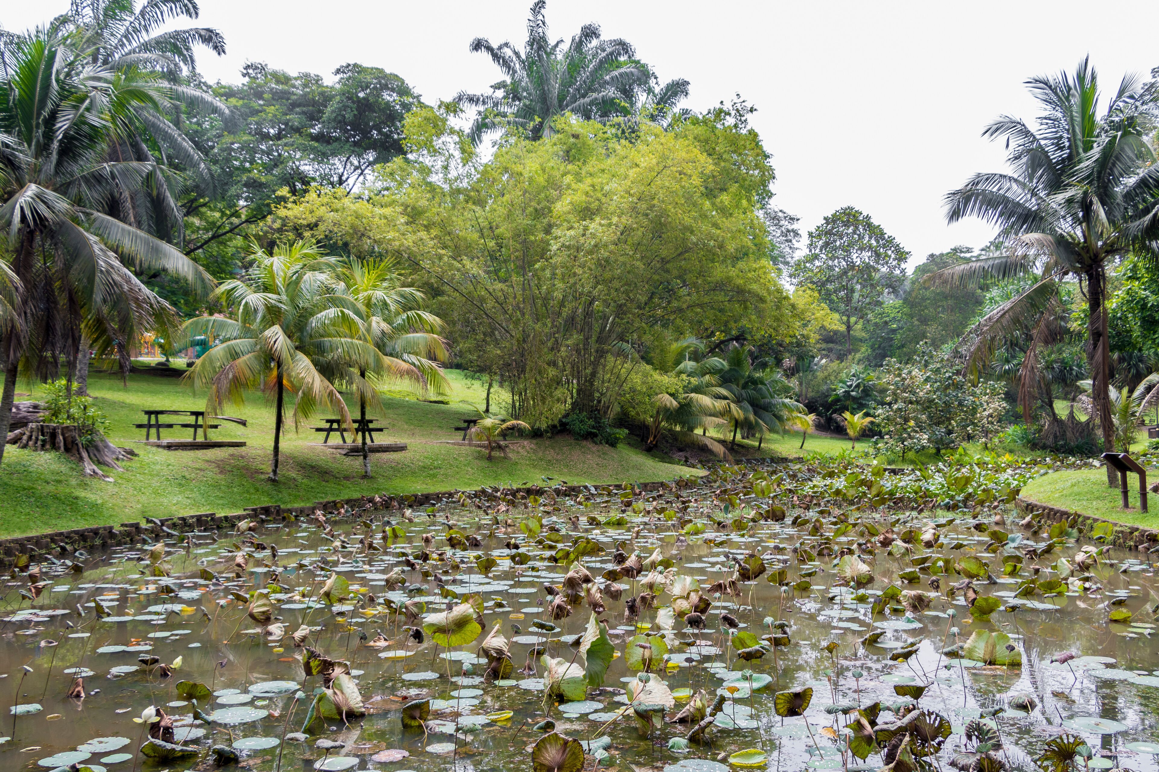 A pond with lily pads surrounded by palm trees and a picnic area.