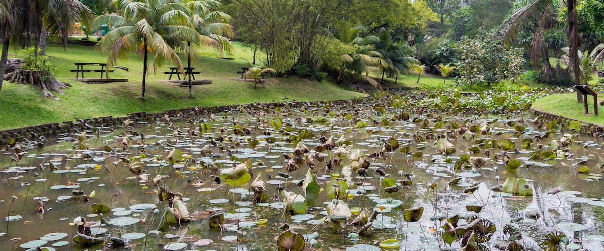 A pond with lily pads surrounded by palm trees and a picnic area.