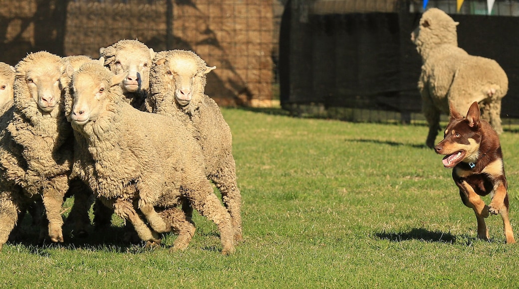 แคสเตอร์ตัน