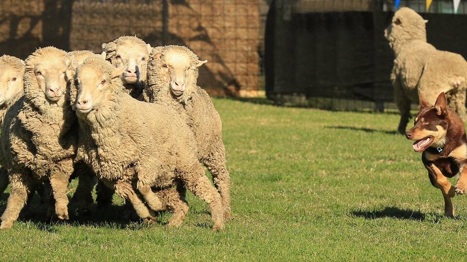 A group of sheep and a dog in a fenced grassy area.