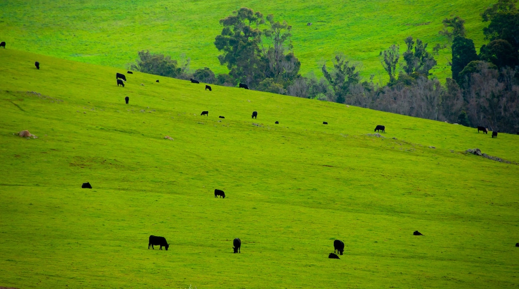 แคสเตอร์ตัน