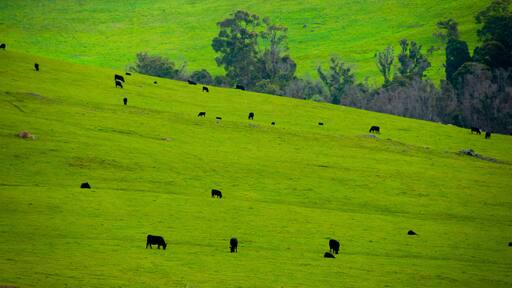 Australian Lowline Cattle - Western Australia