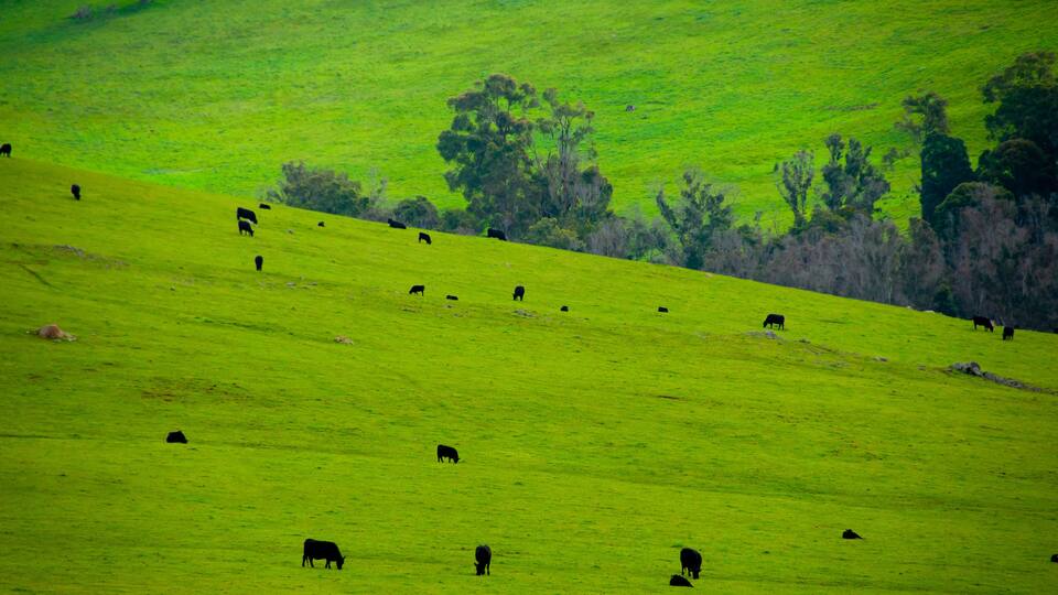 A green hillside with scattered black cows grazing.