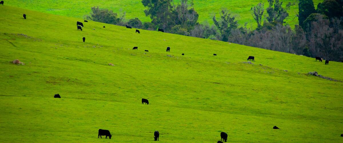 A green hillside with scattered black cows grazing.