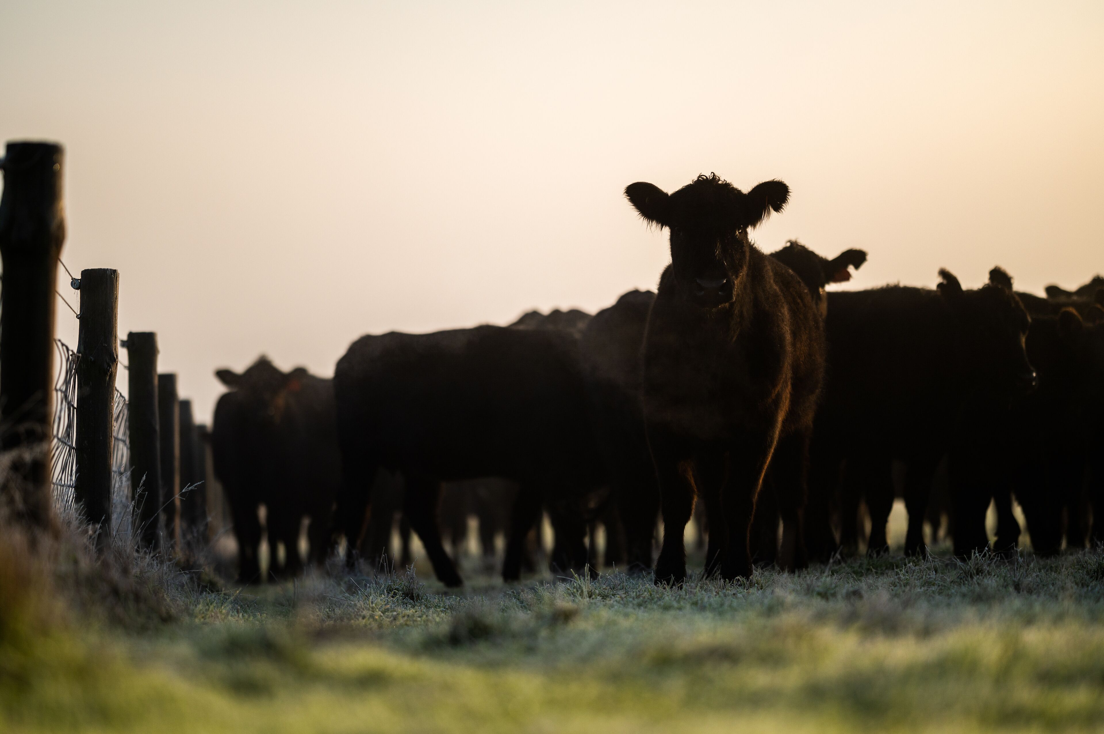 แคสเตอร์ตัน