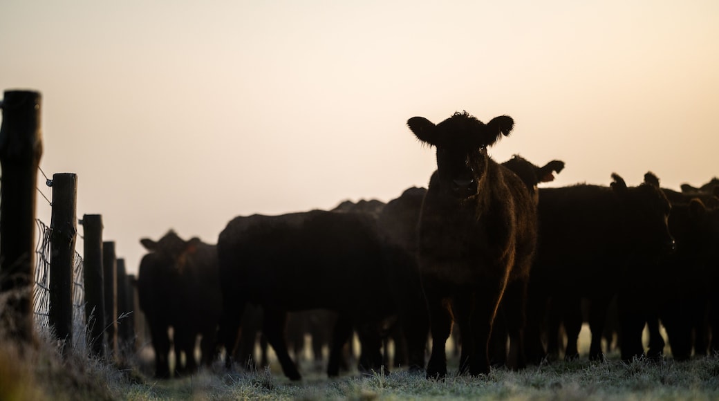 แคสเตอร์ตัน