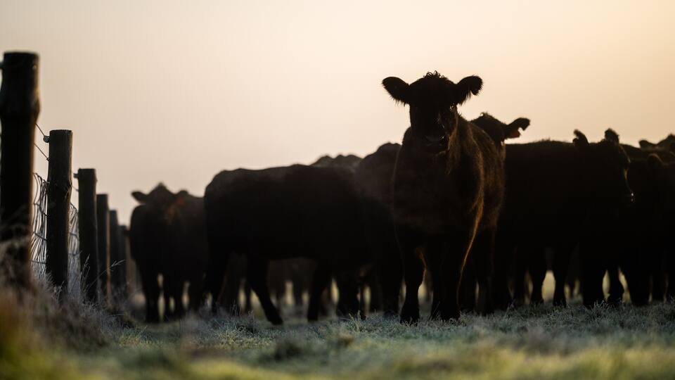 A herd of cattle in a field with a fence in the foreground.