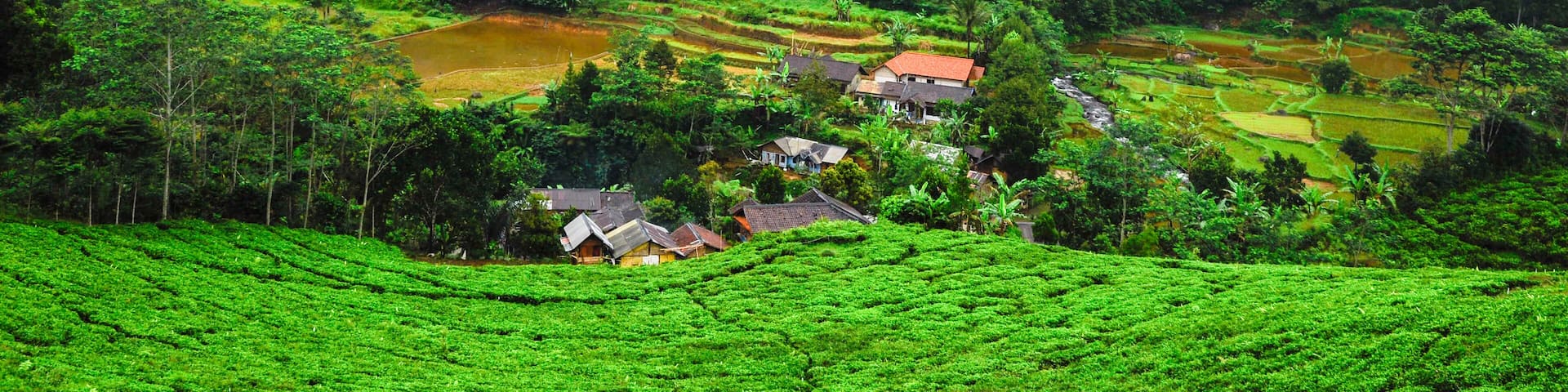 Rural mountain little village in the bottom of the valley with tea plantation and rainforest against overcast sky. Bogor district, west Java