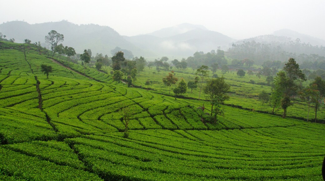 Malabar