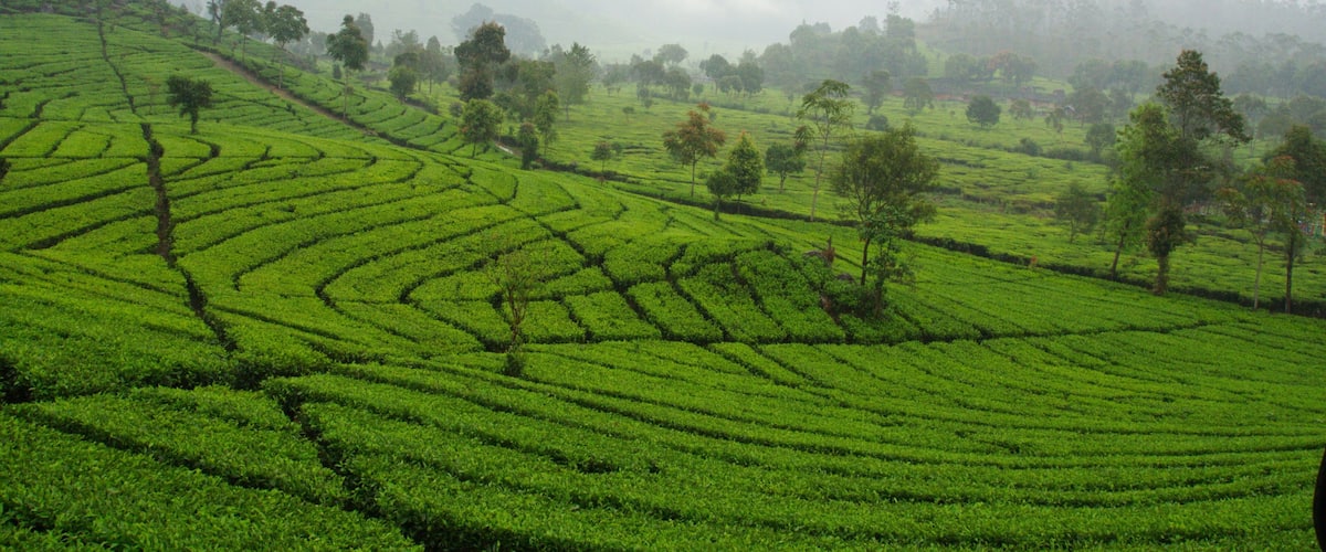 Malabar Tea Plantations is located in Bandung. Travel in Bandung City, Indonesia. 5th October 2012.