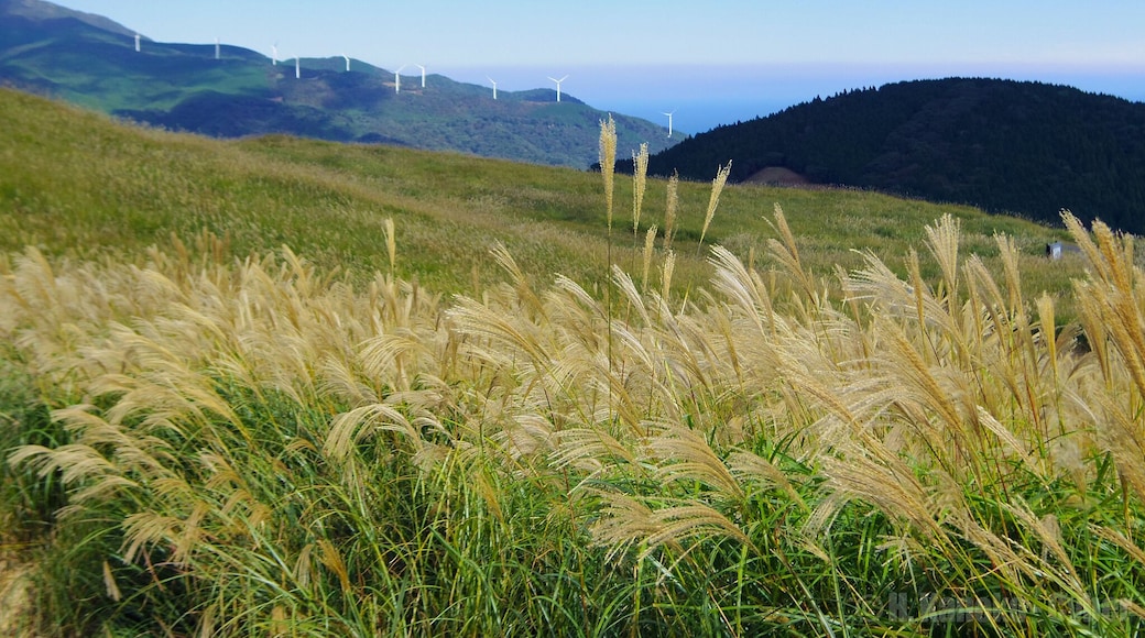 ススキの黄金の野 (The golden field at Hosono Plateau) Oct 19, 2012