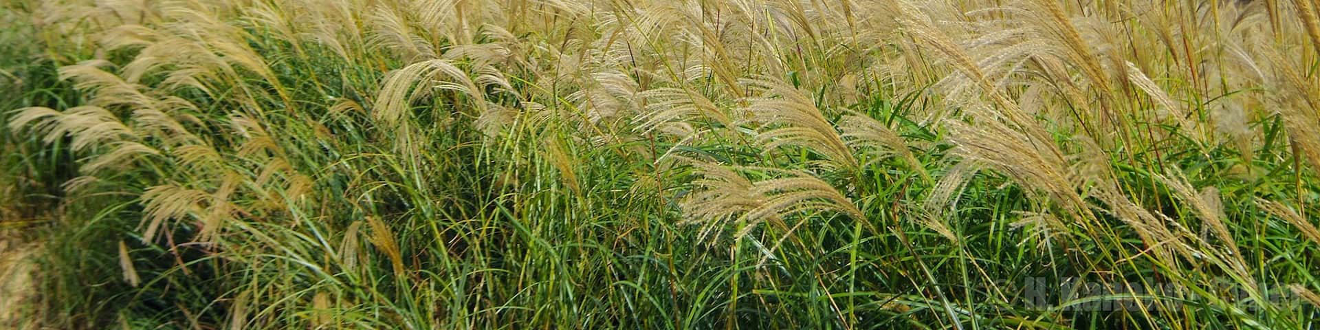 ススキの黄金の野 (The golden field at Hosono Plateau) Oct 19, 2012