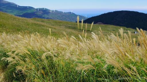 ススキの黄金の野 (The golden field at Hosono Plateau) Oct 19, 2012