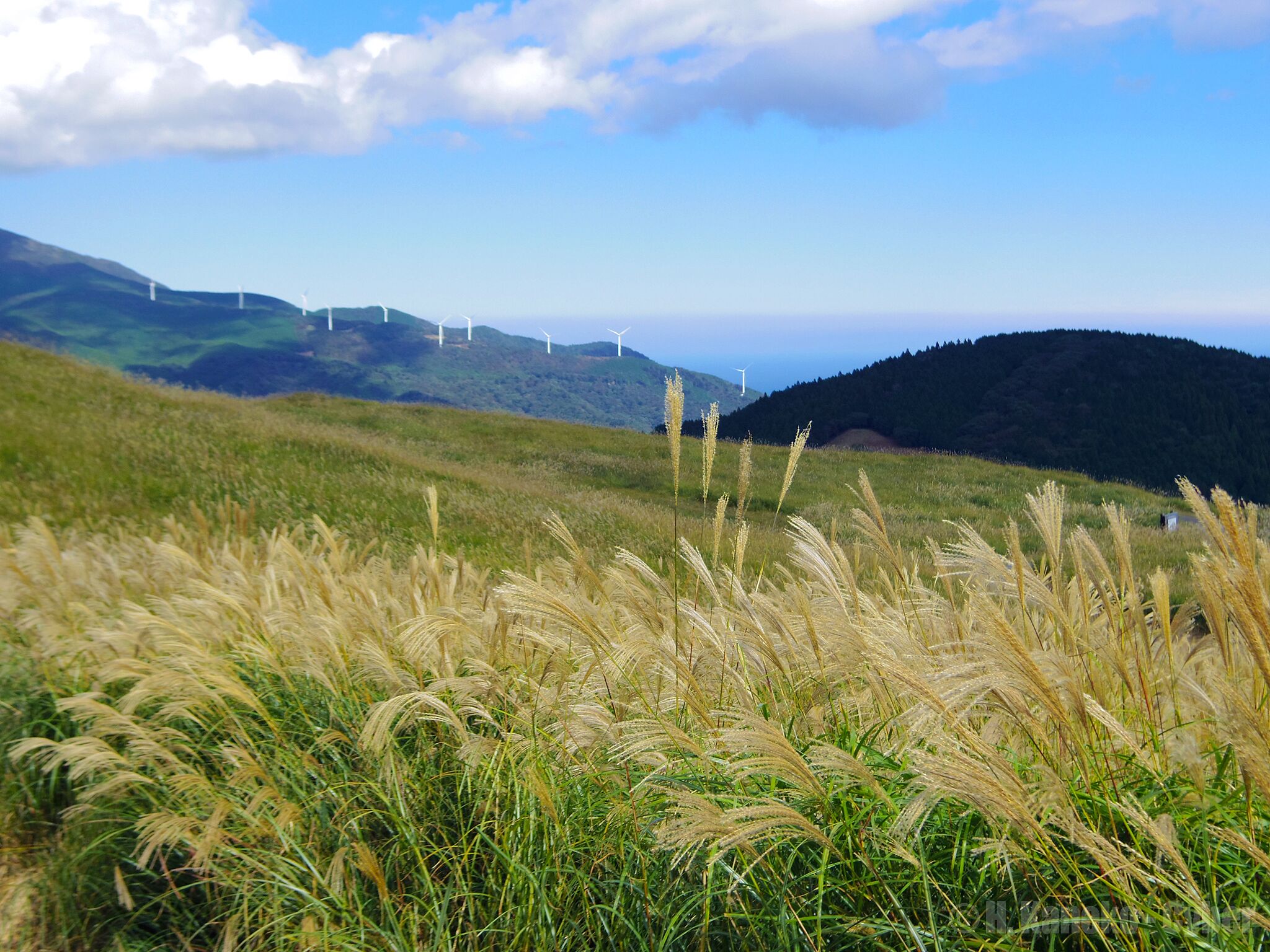 A grassy field with wind turbines in the distance.