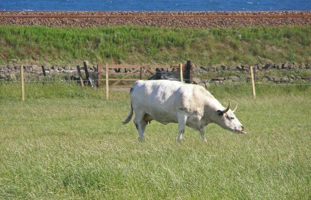 Doonies Rare Breeds Farm, with North Sea in background