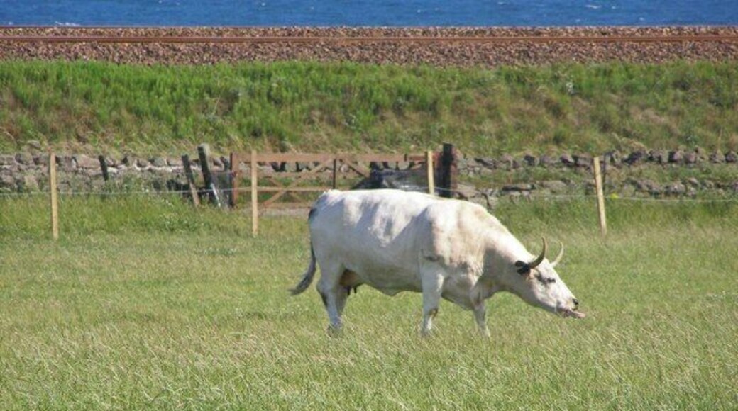Doonies Rare Breeds Farm, with North Sea in background