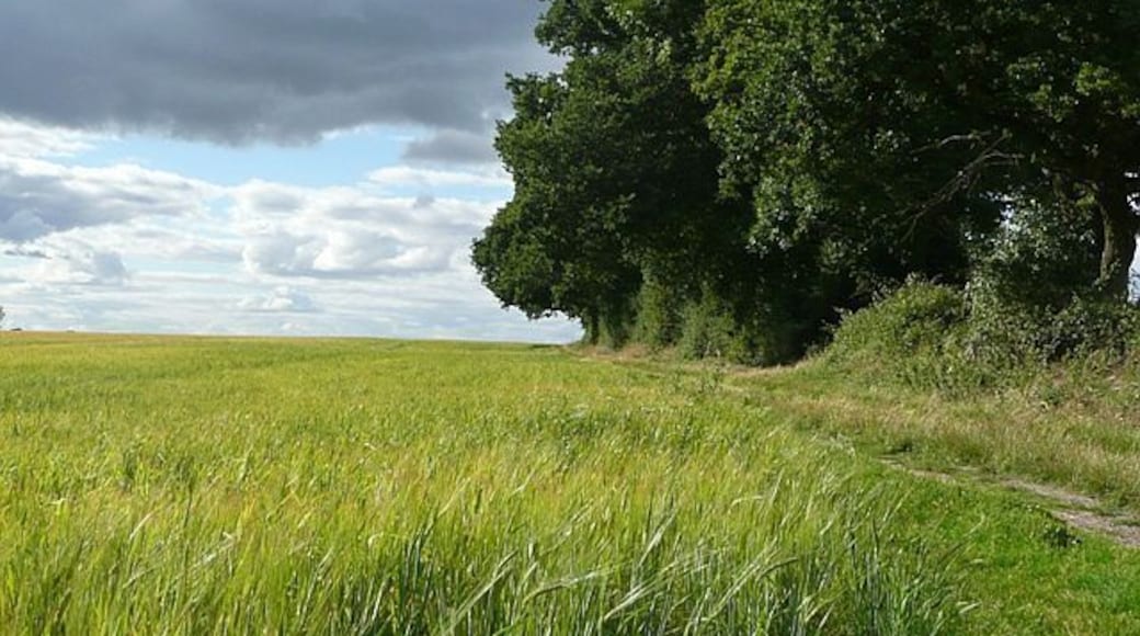 Barley near Tilehurst West of the Tilehurst suburbs is an area of flat arable fields. This one is growing barley.