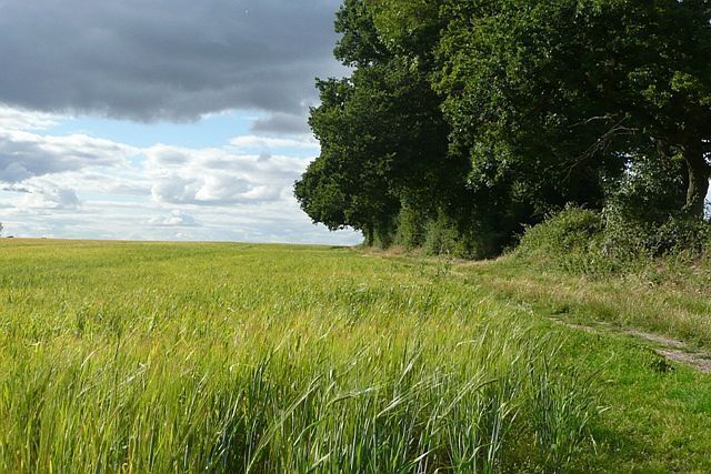 A grassy field with a path and a large tree.