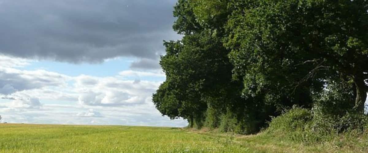 A grassy field with a path and a large tree.