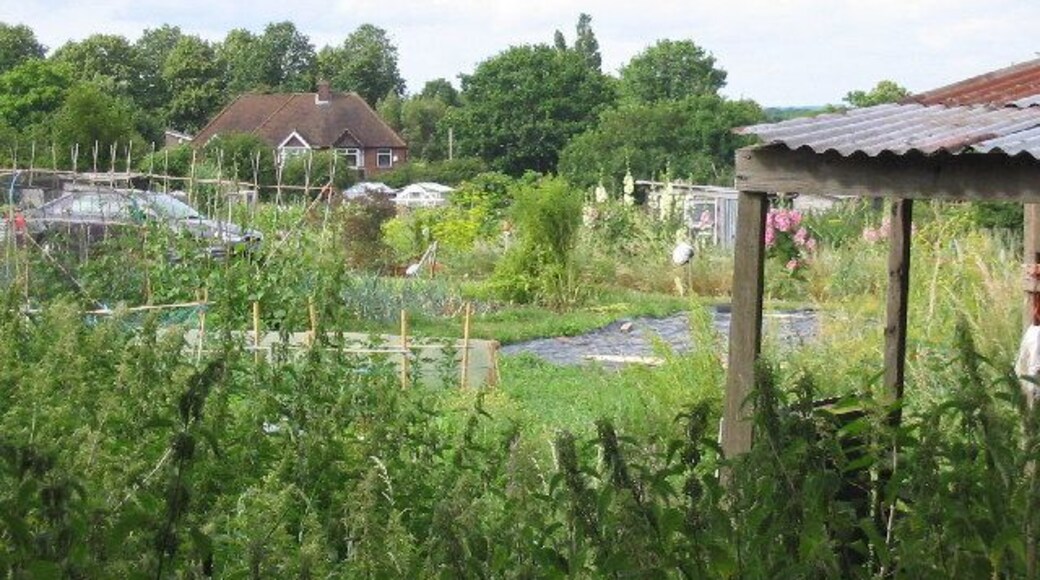 Armour Hill Allotments. This is taken from the Victoria Recreation Ground overlooking the Armour Hill Tilehurst Allotments
