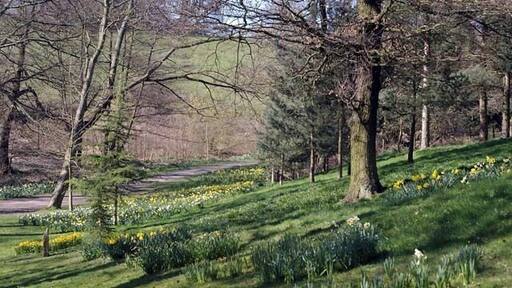 Daffodils near the glasshouses, Temple Newsam Park