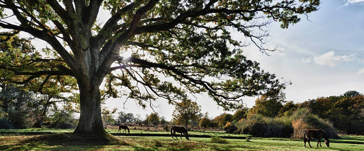 New Forest Horses