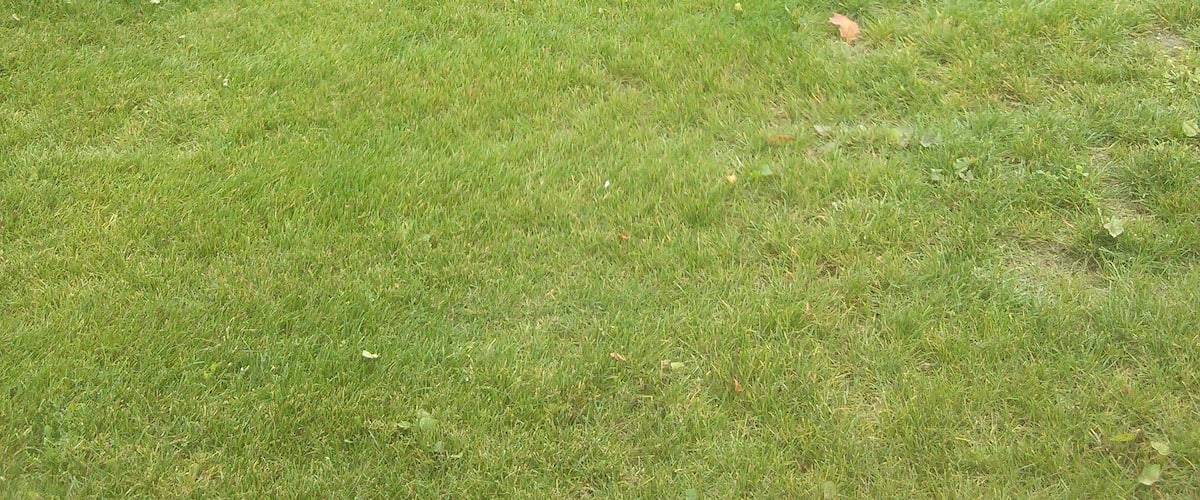 A grassy field with a row of houses in the background.